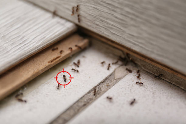 Spider Control Near Me in Harwich Center, MA