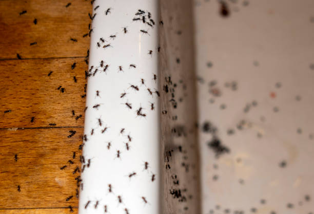 Best Pest Control for Homes  in Harwich Center, MA