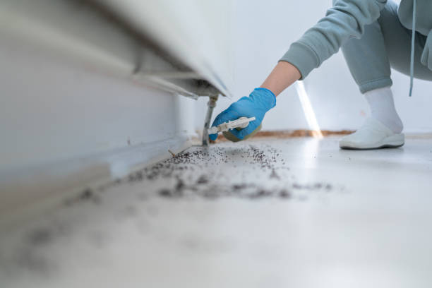 Best Flea Control Services  in Harwich Center, MA